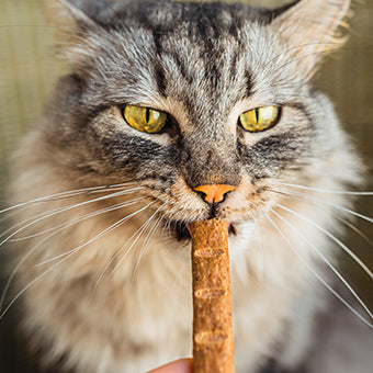 Snacks para perros y gatos