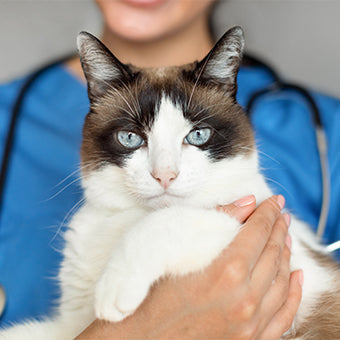Parafarmacia y medicamentos veterinarios