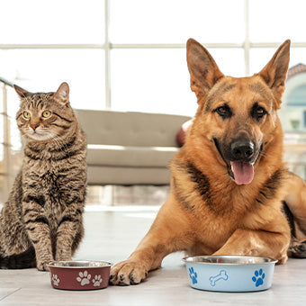 Comida para animales